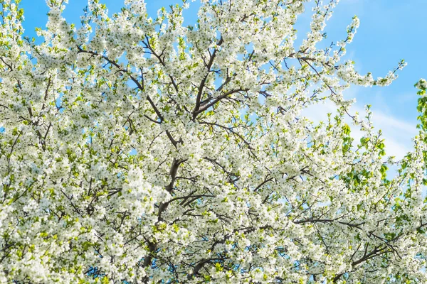 Fiori di ciliegio — Foto Stock