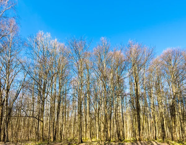 Russian Birch — Stock Photo, Image