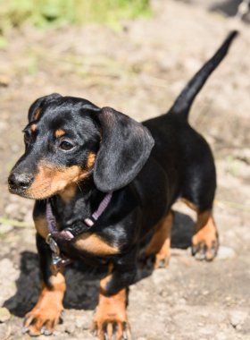 Dachshund Köpek