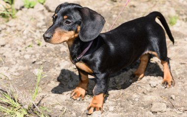 Dachshund Köpek