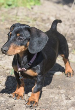 Dachshund Köpek