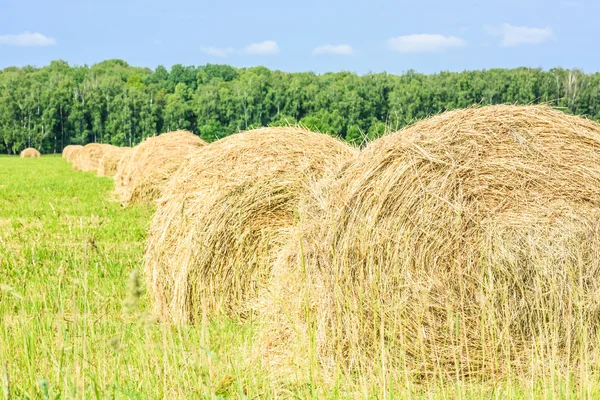 Bale av hö — Stockfoto