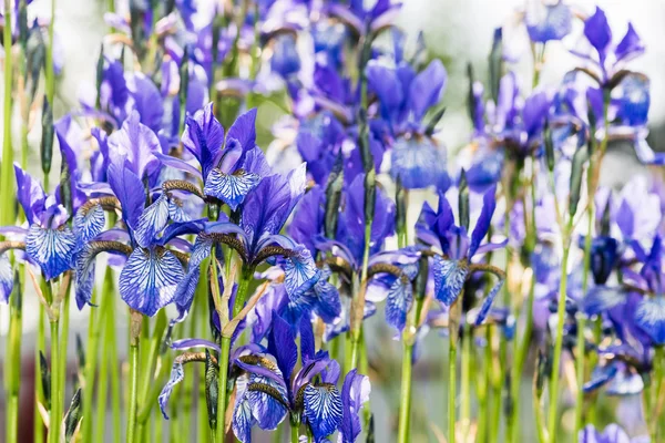 Blume blaue Schwertlilie — Stockfoto