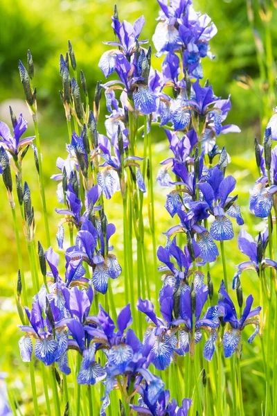 Flower blue iris — Stock Photo, Image