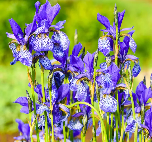 Blume blaue Schwertlilie — Stockfoto