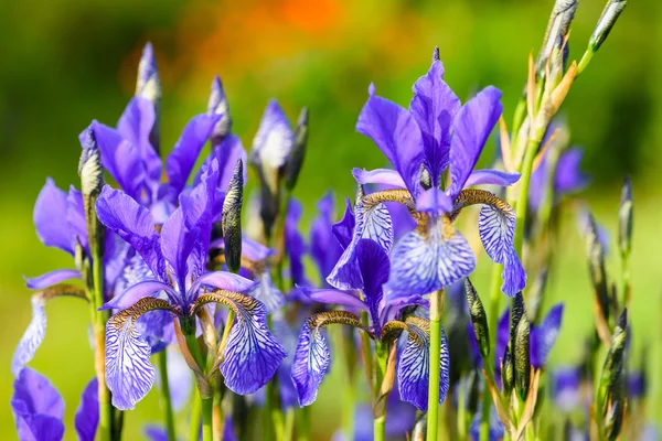 Blume blaue Schwertlilie — Stockfoto