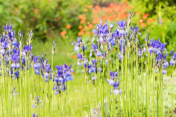 Flower blue iris — Stock Photo, Image