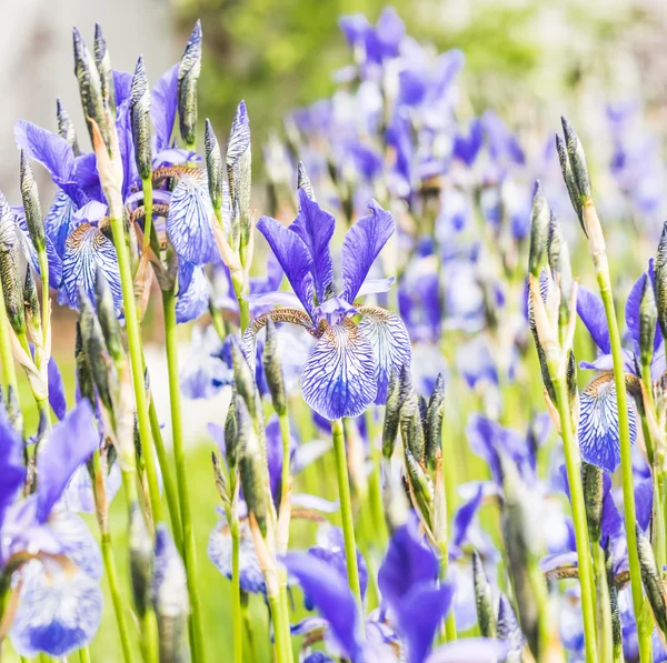 Blume blaue Schwertlilie — Stockfoto