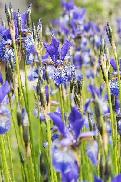 Blume blaue Schwertlilie — Stockfoto