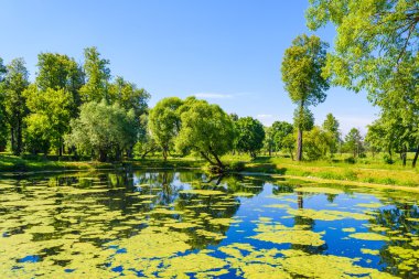 parkta su organıdır büyümüş çamur