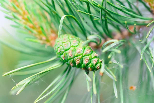 Green pine cone tree — Stock Photo, Image