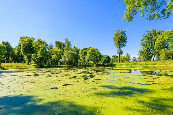 Body of water in the park is overgrown mud — Stock Photo, Image