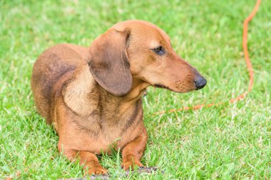 Dachshund Köpek