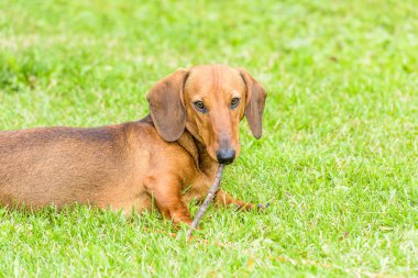 Dachshund Köpek
