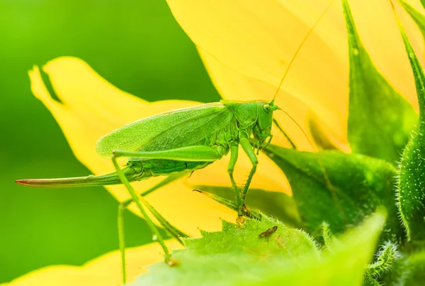 Grasshoppers green — Stock Photo, Image