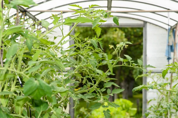 Arched greenhouse — Stock Photo, Image