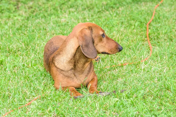 Dachshund dog — Stock Photo, Image