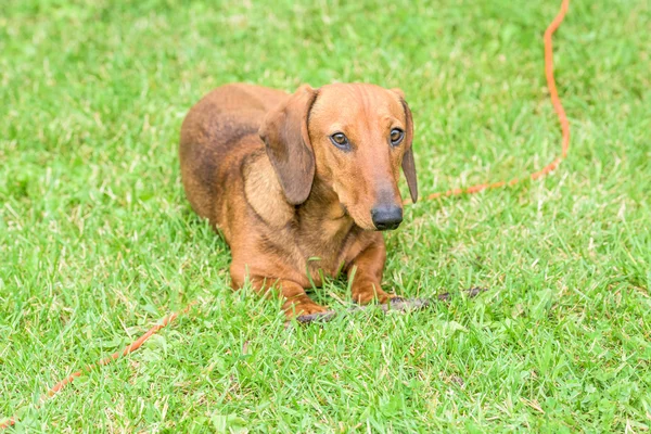 Dachshund dog — Stock Photo, Image