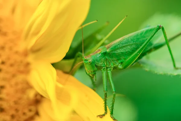 Grasshoppers green — Stock Photo, Image