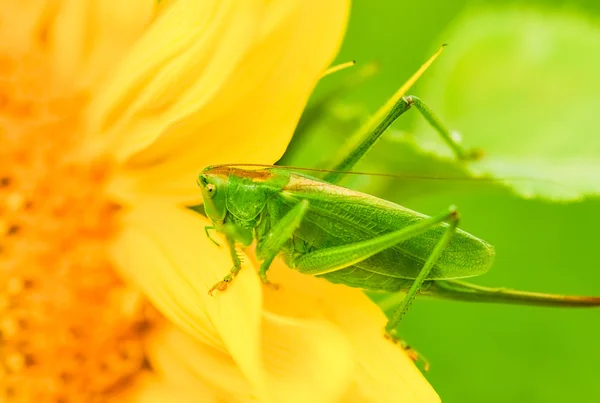 Grasshoppers green — Stock Photo, Image
