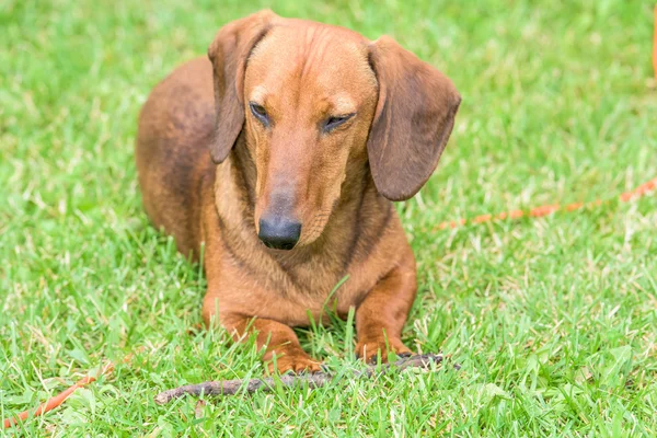 Dachshund dog — Stock Photo, Image