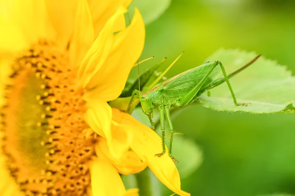 Grasshoppers green — Stock Photo, Image