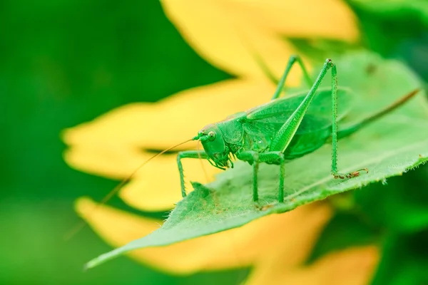 Grasshoppers green — Stock Photo, Image