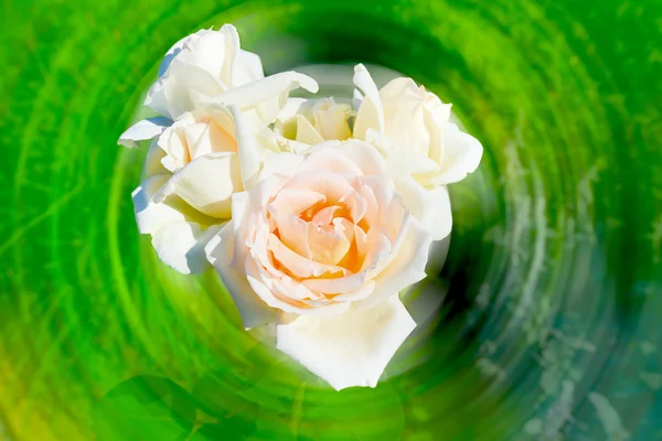 Rose flower — Stock Photo, Image