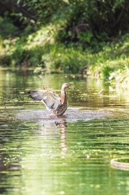 ördek çıkartıyor