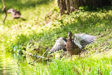 ördek çıkartıyor
