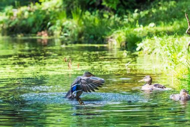 ördek çıkartıyor