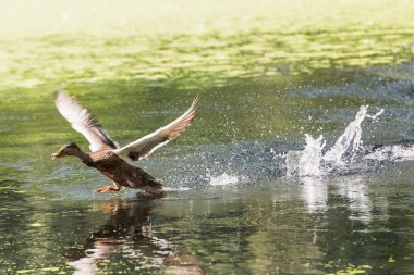 ördek çıkartıyor