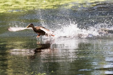 ördek çıkartıyor