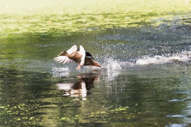 ördek çıkartıyor