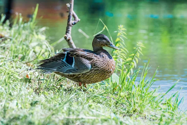 Ente auf dem Teich — Stockfoto