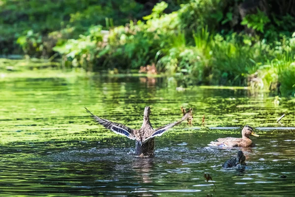 Le canard décolle — Photo