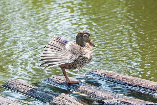 Pato en el estanque — Foto de Stock