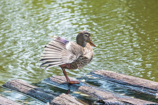 Pato en el estanque —  Fotos de Stock