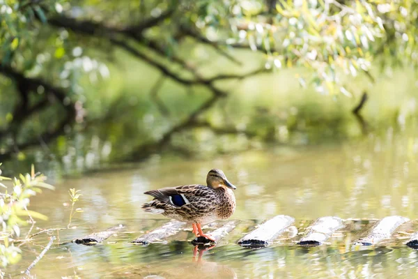 Canard sur l'étang — Photo