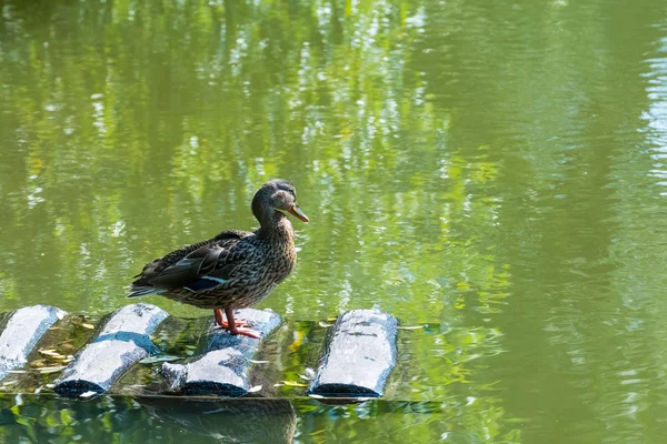 Pato en el estanque — Foto de Stock