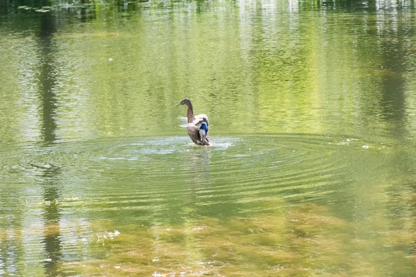 Pato despega — Foto de Stock