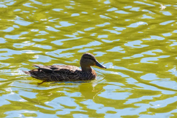 Pato en el estanque — Foto de Stock