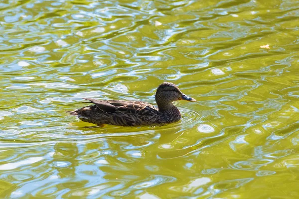 Pato en el estanque — Foto de Stock