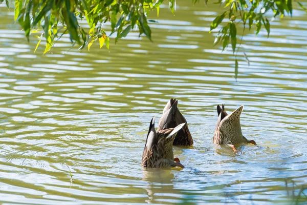 Canard sur l'étang — Photo