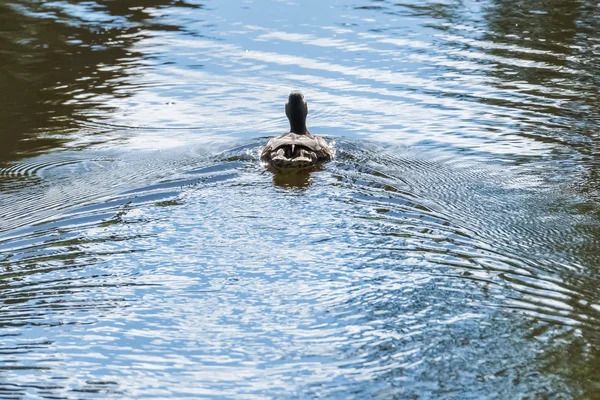 Canard sur l'étang — Photo