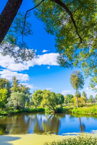 公園で水の体は草に覆われた泥です。 — ストック写真