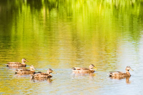 Canard sur l'étang — Photo