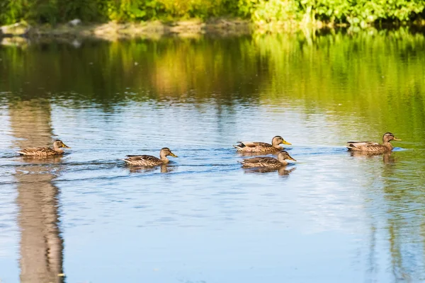 Duck on the pond — Stock Photo, Image