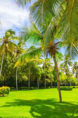 Hindistan cevizi ağacı grove