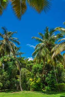 Hindistan cevizi ağacı grove